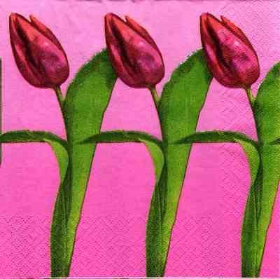 Drei Tulpen - pink (E-2)